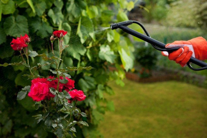 garden spraying