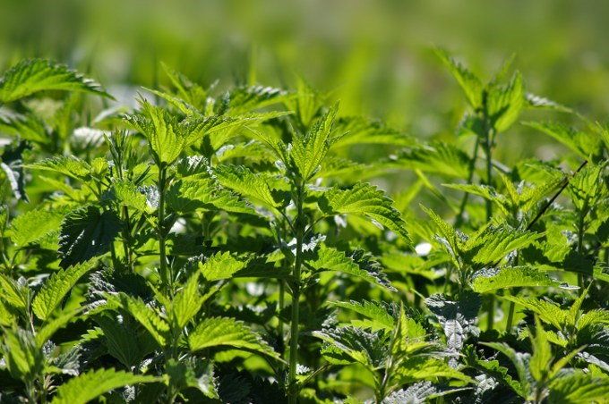 Herbal Gardening