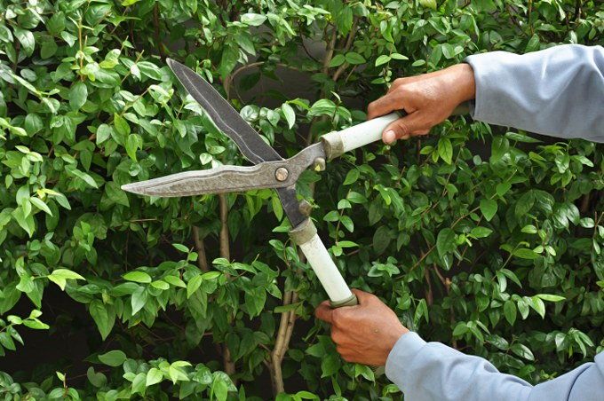 hedge trimming