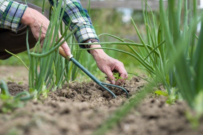 weed control