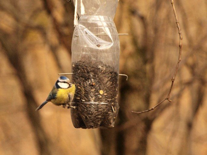 bird feeder