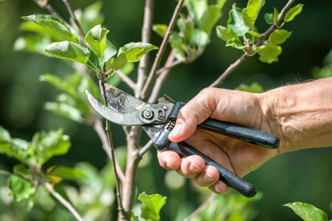 tree pruning