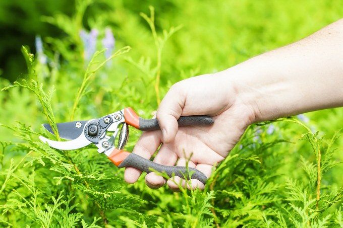 pruning tools