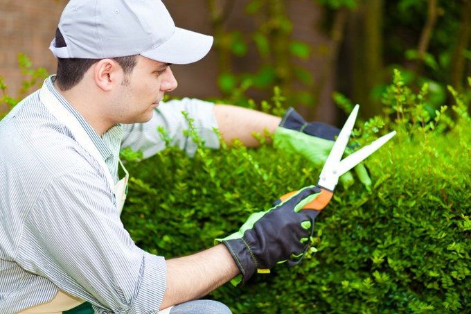 hedge maintenance