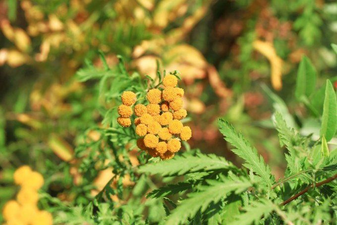 Herbs Planting