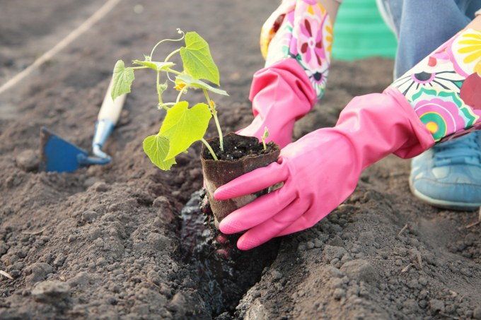 planting vegetables