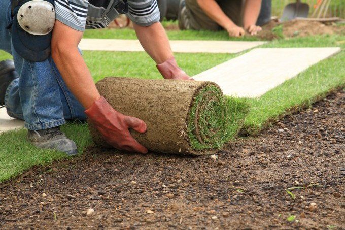 laying a lawn