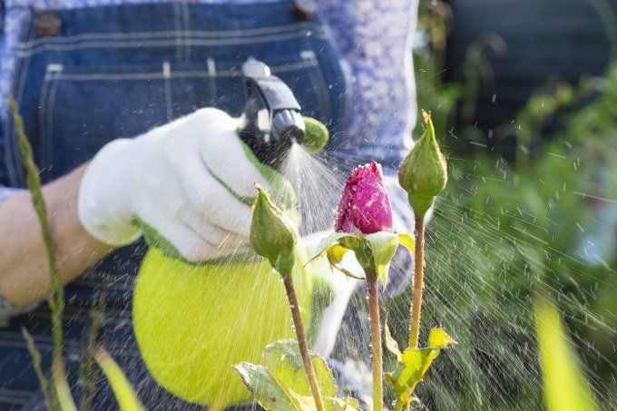 garden spraying