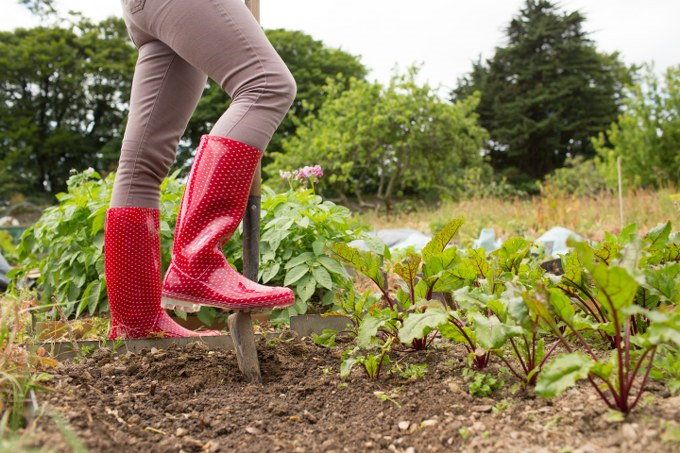 harvesting vegetables