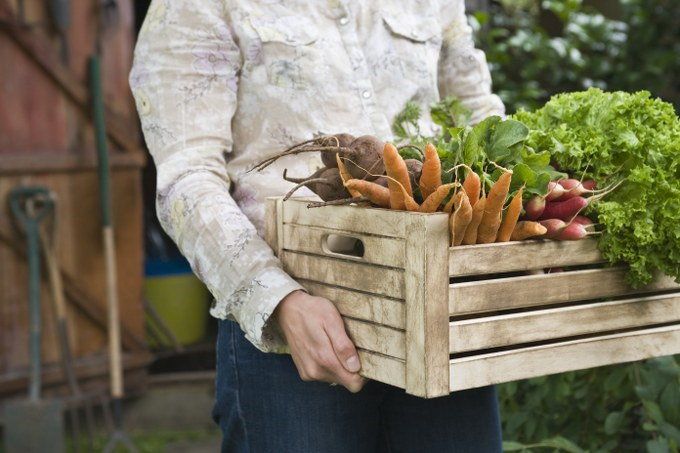 vegetable garden maintenance