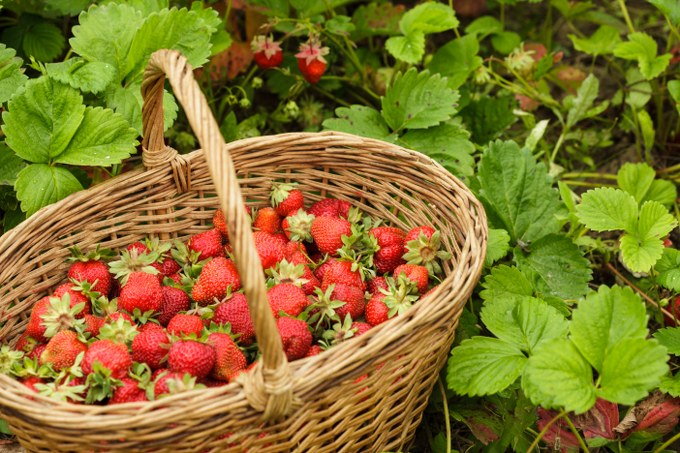 growing strawberries