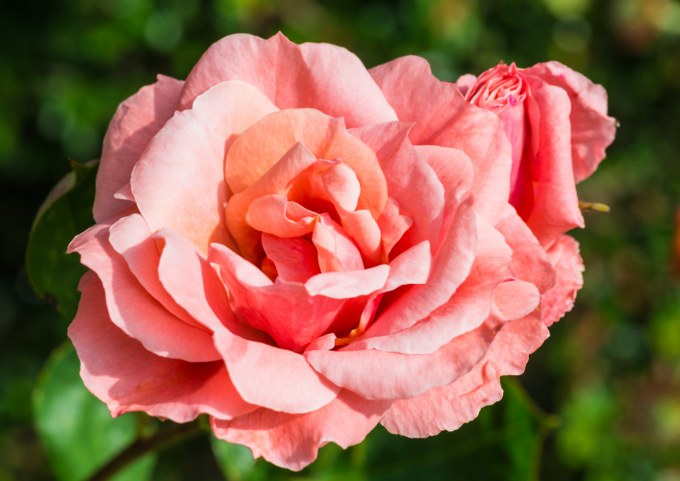 flowers named after the Royal Family