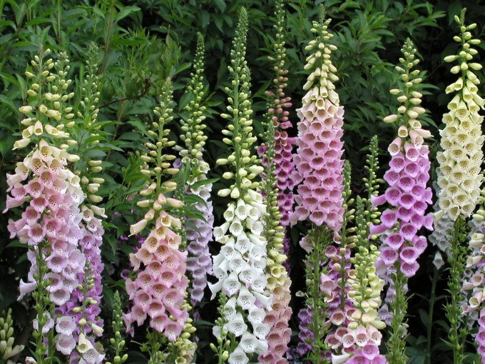 Digitalis grandiflora