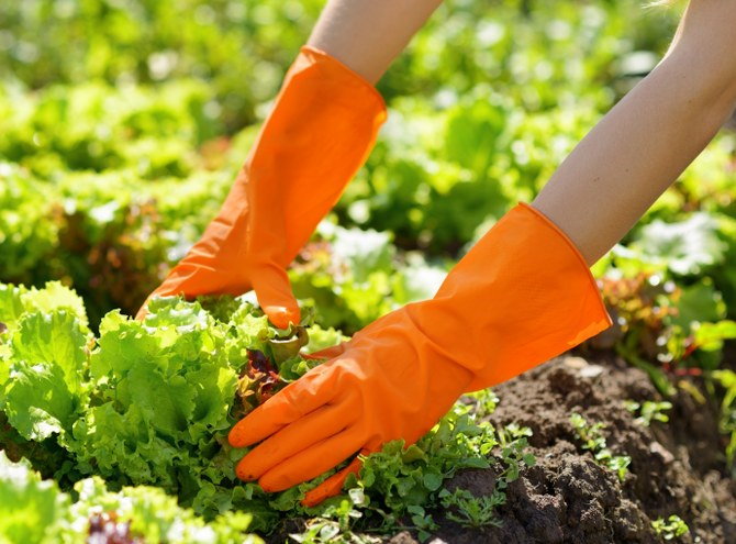 planting vegetables