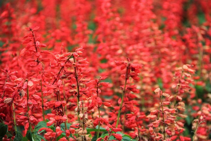 Queen Victoria Lobelia