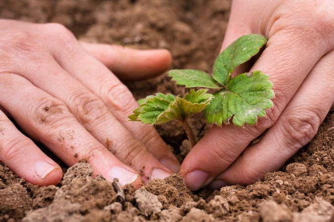 planting strawberries