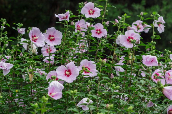 growing Rose of Sharon