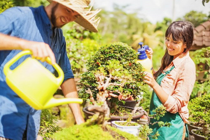 summer garden care