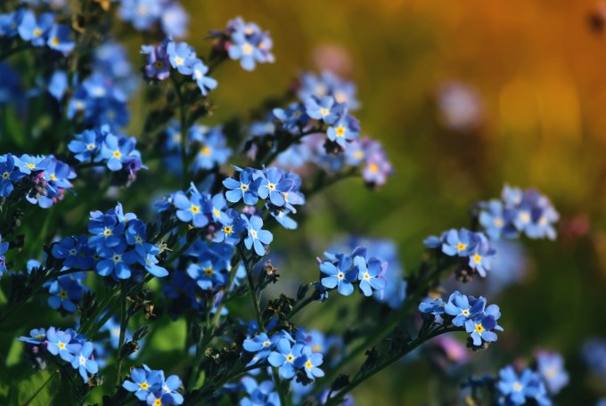 planting forget-me-nots