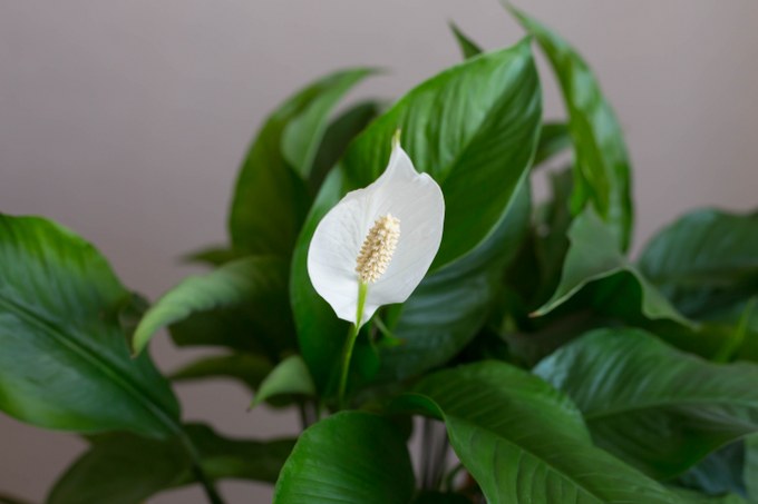 plant a peace lily