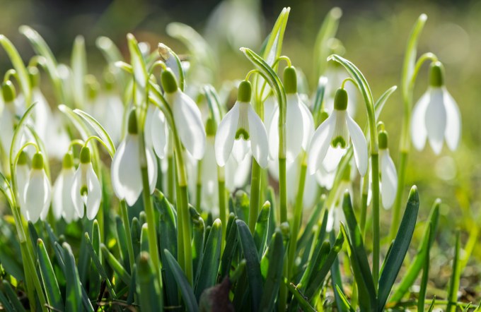 Galanthus nivalis