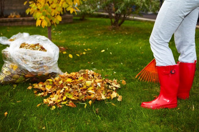 autumn leaf collection