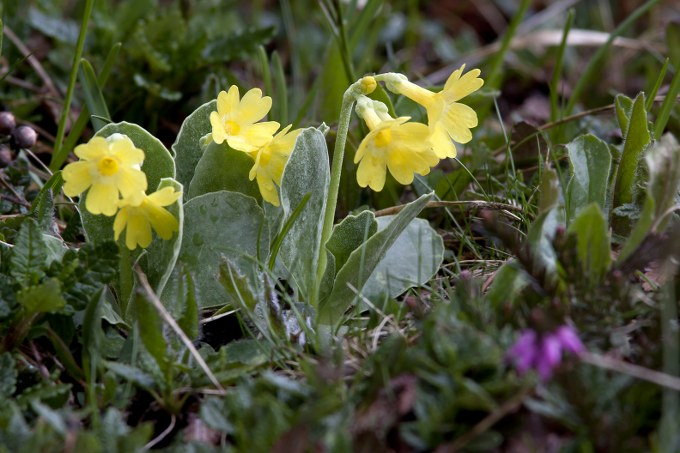 Primula veris