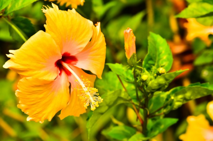 yellow hibiscus garden care