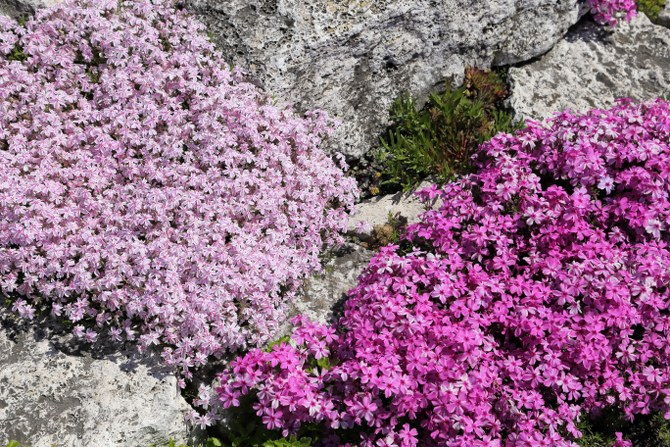 planting creeping phlox