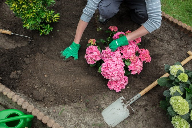 planting