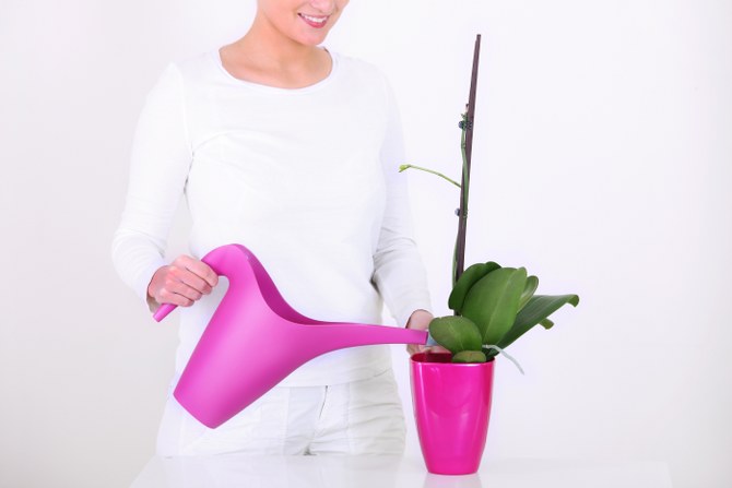 watering orchids