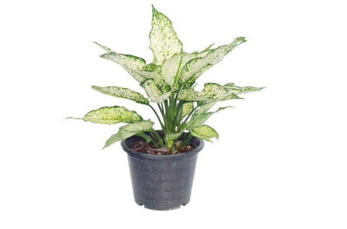 growing aglaonema