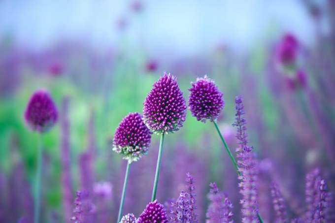 Allium Sphaerocephalon