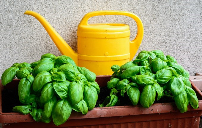 basil in pot