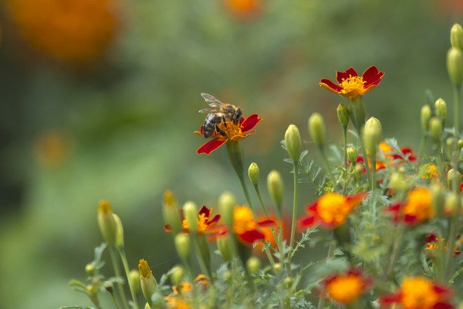 natural garden maintenance