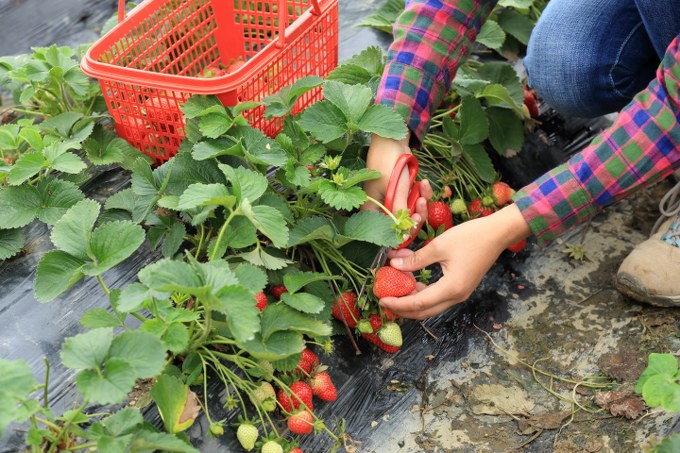 harvesting strawberries