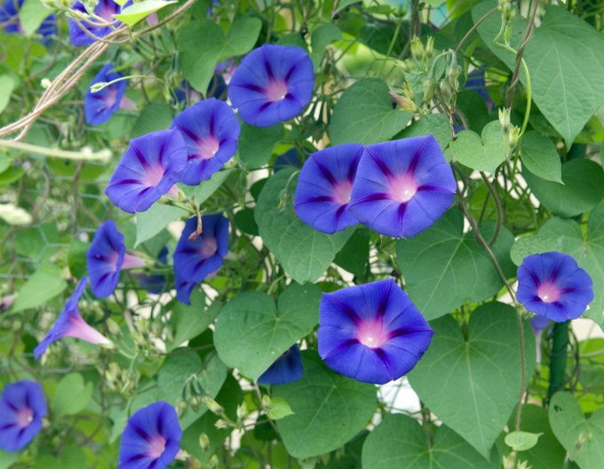 growing Morning Glory