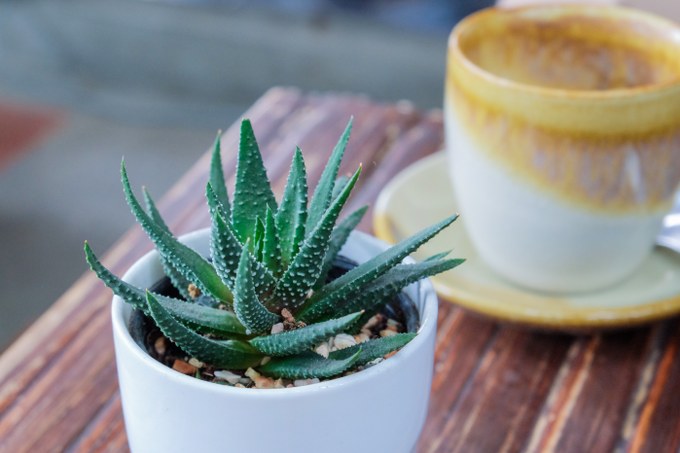 planting aloe