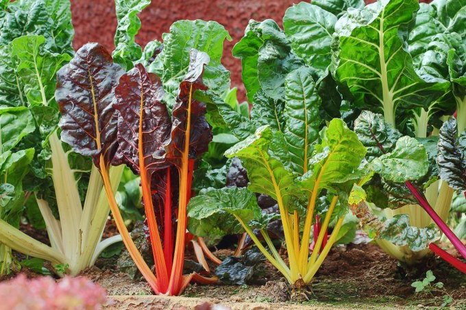 planting chard