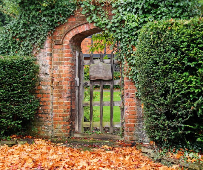 ivy gardening maintenance