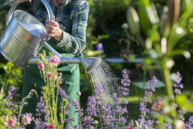 watering plants