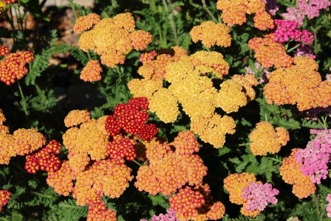 yarrow garden design