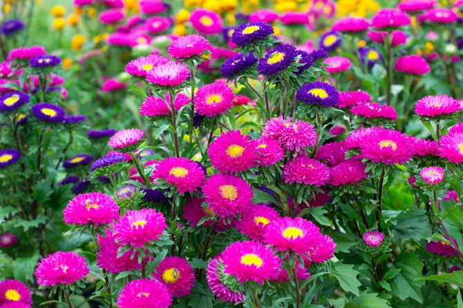 aster garden care