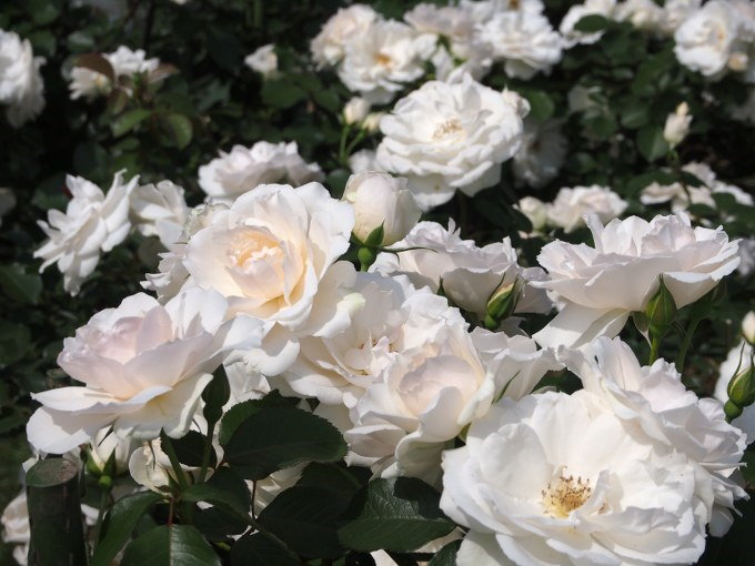 Princess of Wales Rose