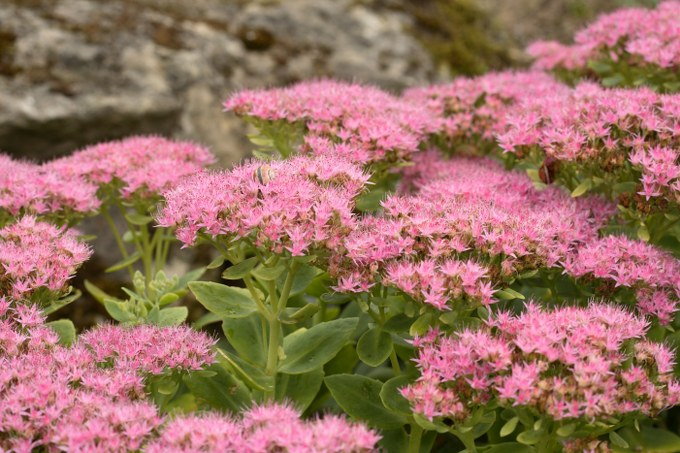 Sedum Spectabile