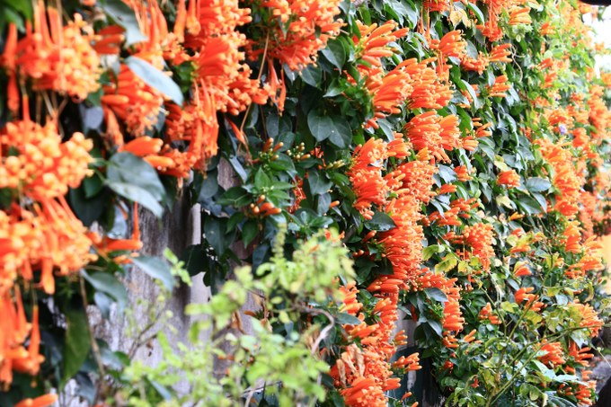 planting Trumpet Vine