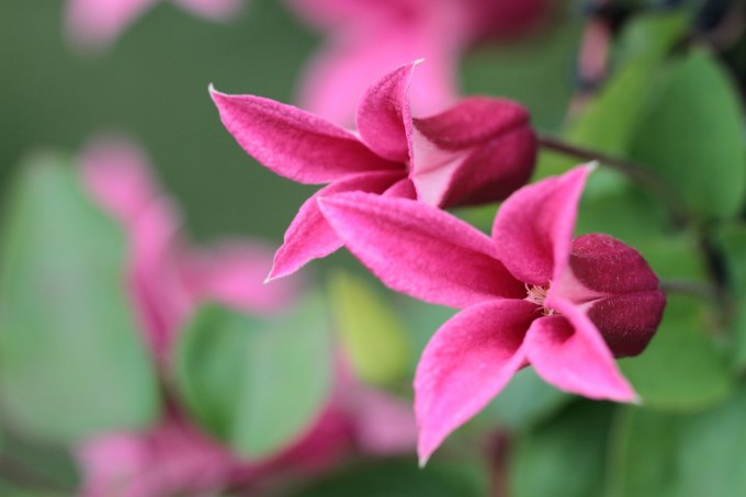 Princess Diana Clematis