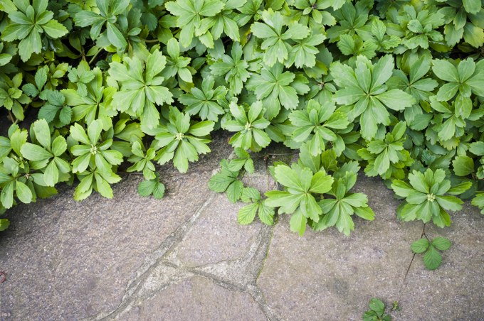 Pachysandra planting