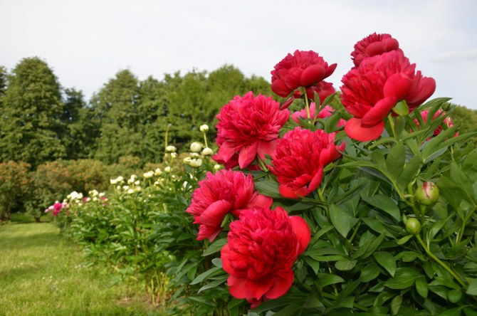 growing peonies