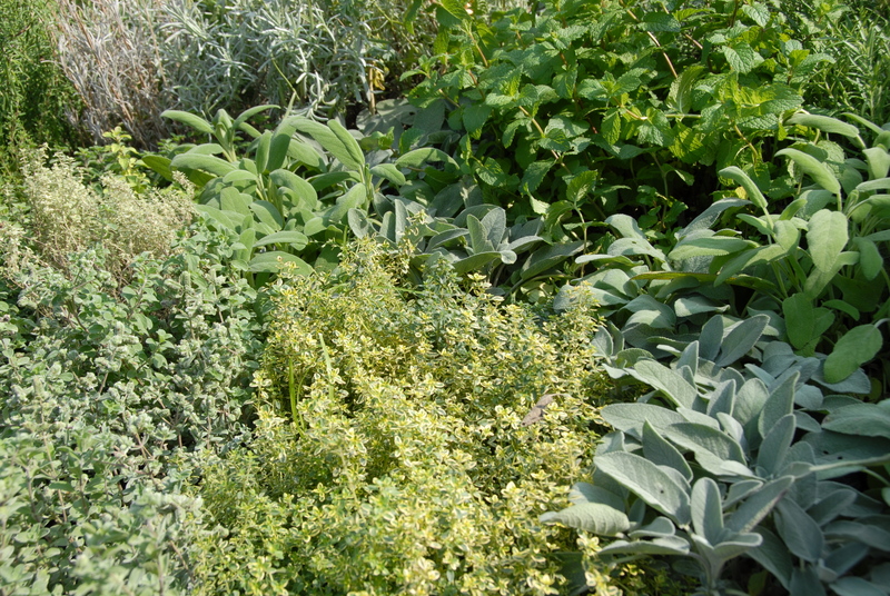 irrigation system garden